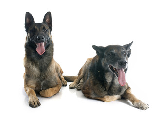 belgian shepherd dogs