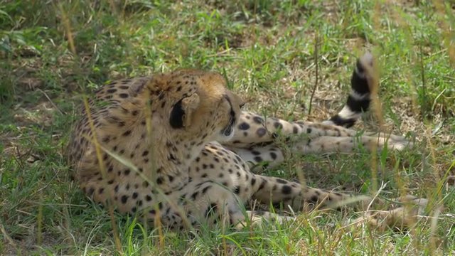 CLOSE UP: Cheetah lying in a shade