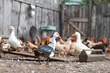  geese and chicken on the farm