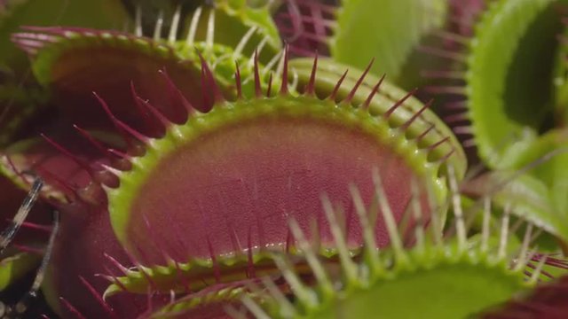 CLOSE UP: Grasshopper gets caught in carnivorous snap trap plant