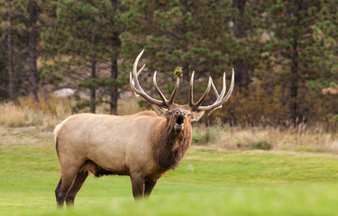 Bull Elk Bugling in Rut