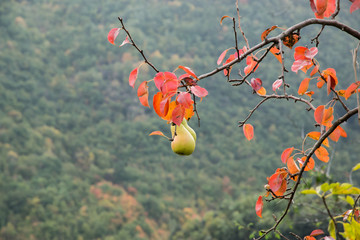 Pere su un ramo in autunno