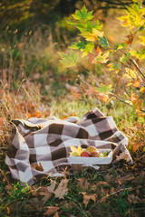 Young woman wearing knitted poncho having picnic in a forest: drinking tea and picking apples. Fall concept