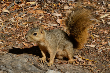 Naklejka na ściany i meble Female Red Fox Squirrel among fallen autumn leaves on ground