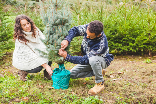 Young Couple Choosing the Right Fir Tree for Christmas
