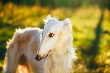 Obraz na płótnie Canvas White Russian Hunting Dog, Sighthound, Russkaya Psovaya Borzaya,