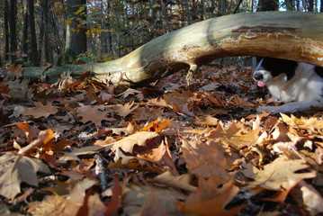 Las jesienią i pies czołgający się pod kłodą - obrazy, fototapety, plakaty