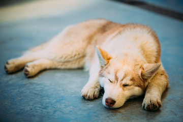 Young White And Red Husky Puppy Eskimo Dog Sleeping