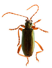 Green beetle isolated on white background. Macro.