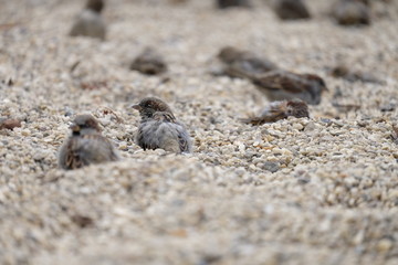 Haussperling, Paser domesticus