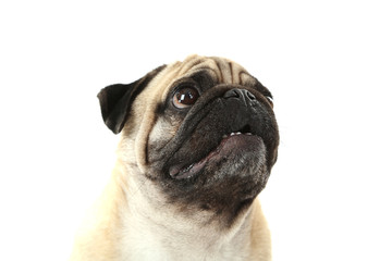 Funny pug dog on a white background