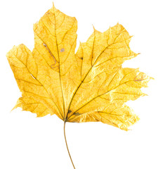Naklejka na ściany i meble autumn yellow maple leaf isolated on the white background