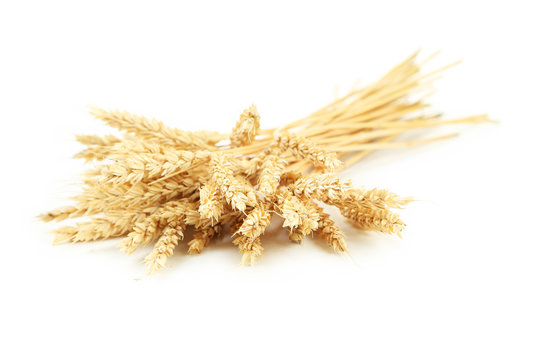 Ears of wheat isolated on white