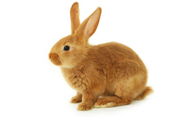 Fototapeta premium Młody czerwony królik na białym tle