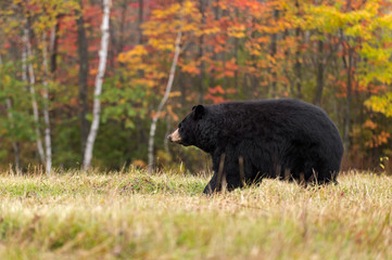 Obraz premium Adult Female Black Bear (Ursus americanus) Walks Left