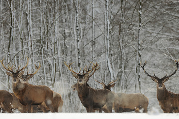 Red Deer