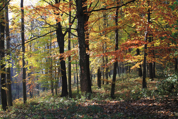 autumn color park