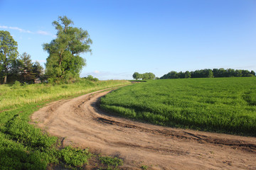 Fototapeta na wymiar Summer farm road along the field