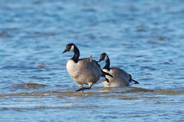Fototapeta premium Canada goose (Branta canadensis)