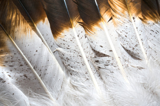 Native American Indian Feathers
