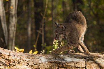 Bobcat (Lynx rufus) Turns Left on Log