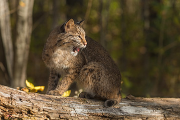 Fototapeta na wymiar Bobcat (Lynx rufus) Sits Atop Log Looking Right