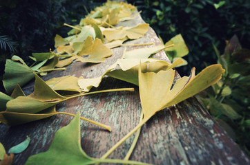 Ginko, liście miłorzębu japońskiego leżące na desce, żółte liście ginko