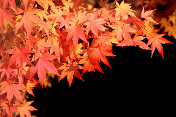 autumn leaves background