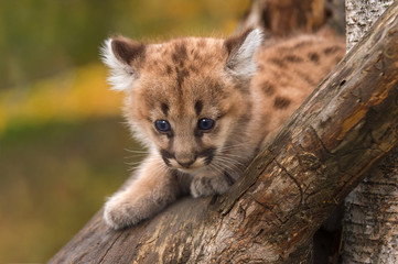Female Cougar Kitten (Puma concolor) Sits in Tree