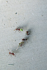 Ameisen transportieren Blaetter