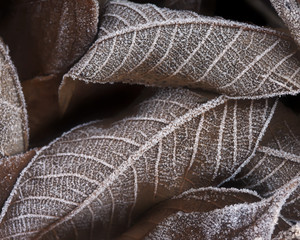 Autumn leaves covered with frost closeup