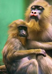 monkey mother with baby