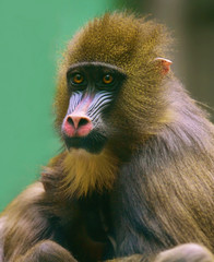 monkey mother with baby