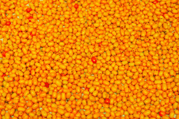 sea ​​buckthorn