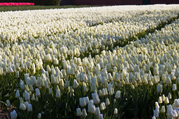 Fototapeta premium White tulips growing at flower farm