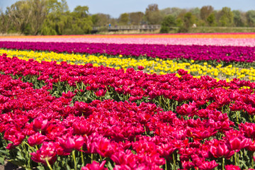 Rows of tulips on a flower farm in Holland