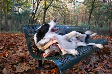 A dog on a park bench - border collie