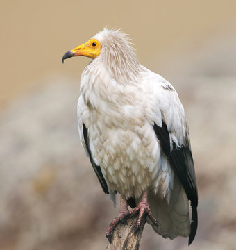Egyptian vulture on nature background