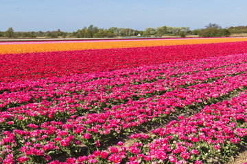 Rows of tulips on a flower farm in Holland
