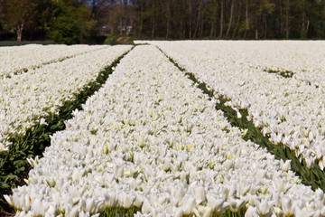 White tulip flowers growing on a farm in Netherlands