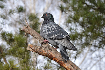 Голубь на дереве.