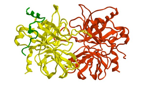 Molecular structure of thrombin