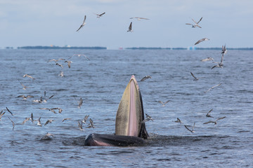 Naklejka premium The Bryde's Whale.