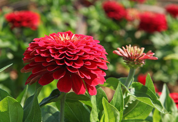 Zinnia rouge