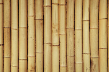 Bamboo Background