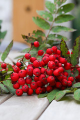 Früchte der Eberesche