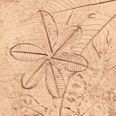 marks of leaf on the concrete