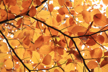 autumn leaves background