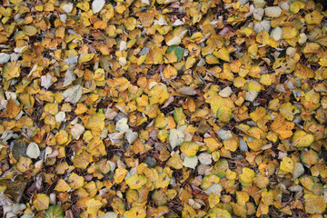 autumn leaves background