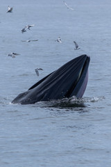 Naklejka premium The Bryde's Whale.